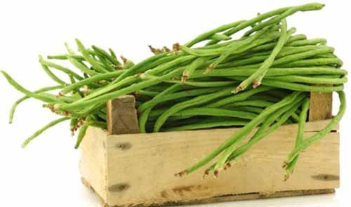 Programme Haricots verts